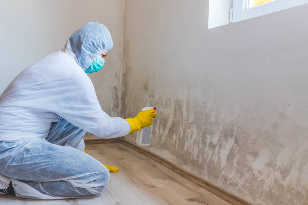 Licensed Basement Mold Removal service in Columbia, PA - WQB Mold Removal