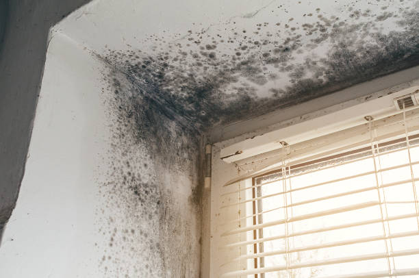 Affordable Basement Mold Removal solutions in Columbia, PA