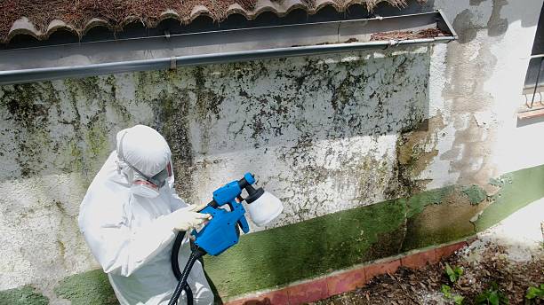 Top rated local Basement Mold Removal specialists in Columbia, PA
